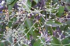 Cinnamomum malabatrum